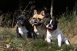 BOULEDOGUE FRANCAIS 886